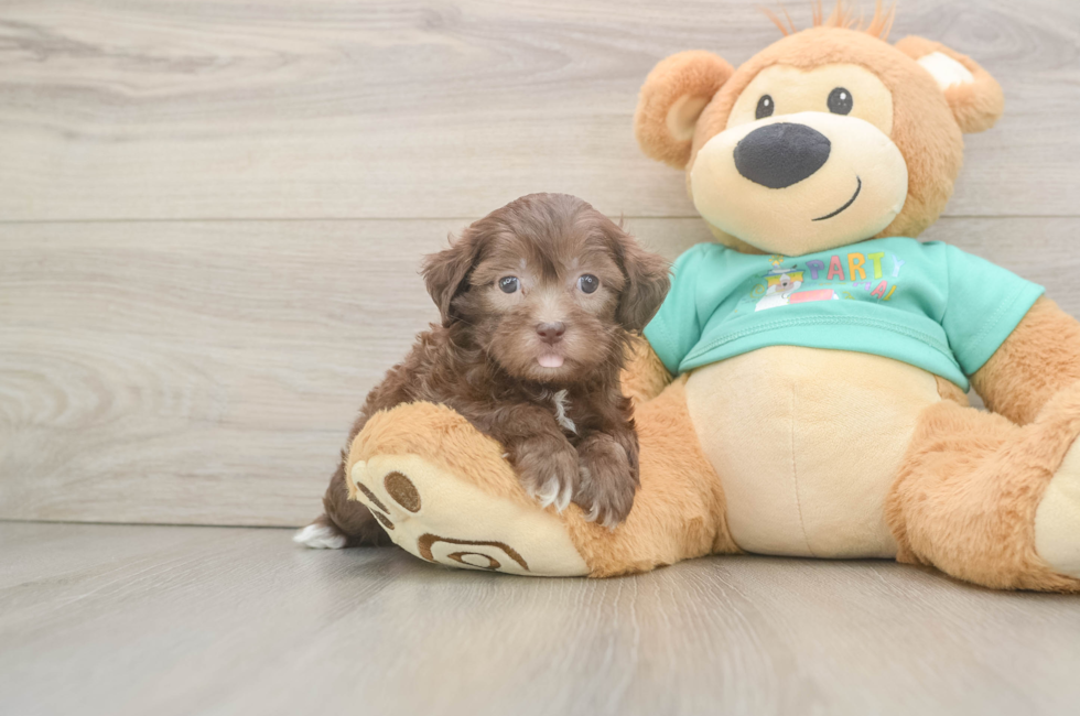 6 week old Shih Poo Puppy For Sale - Fairfield Furbabies