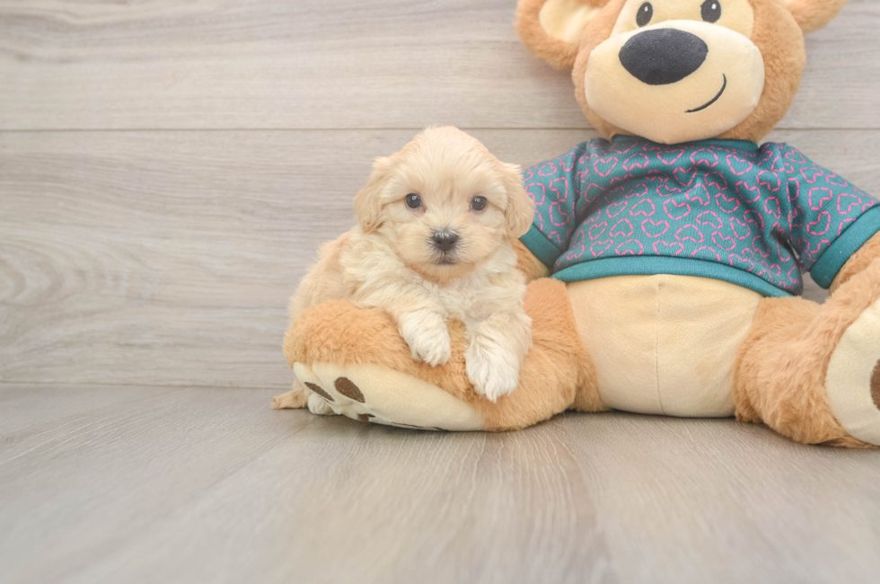 6 week old Shih Poo Puppy For Sale - Fairfield Furbabies
