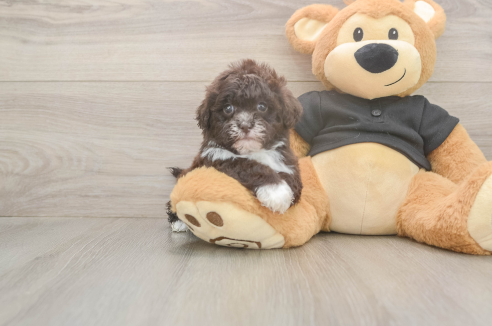 7 week old Shih Poo Puppy For Sale - Fairfield Furbabies