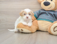 8 week old Shih Poo Puppy For Sale - Fairfield Furbabies