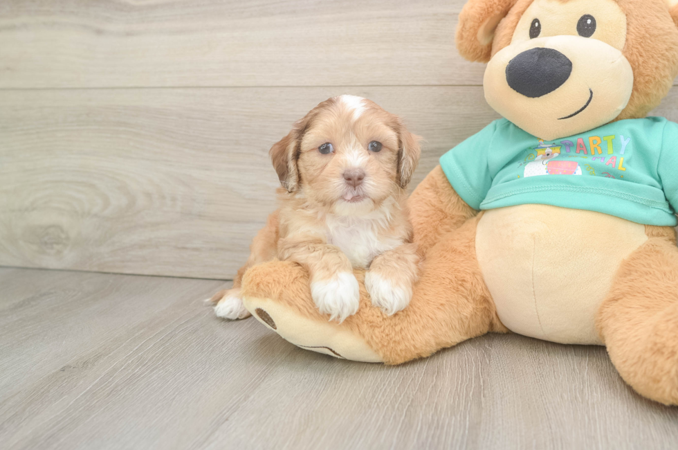 6 week old Shih Poo Puppy For Sale - Fairfield Furbabies
