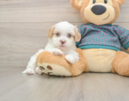 8 week old Shih Poo Puppy For Sale - Fairfield Furbabies