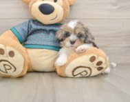 8 week old Shih Poo Puppy For Sale - Fairfield Furbabies