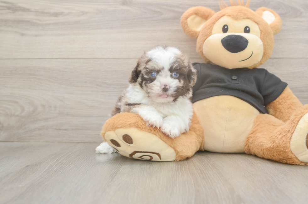 7 week old Shih Poo Puppy For Sale - Fairfield Furbabies