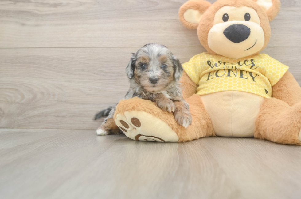 7 week old Shih Poo Puppy For Sale - Fairfield Furbabies