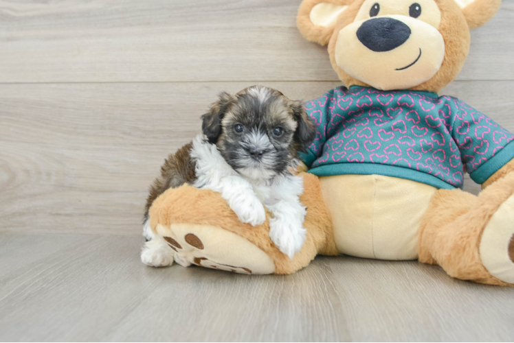 Little Shih Poo Poodle Mix Puppy