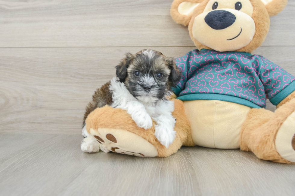 Little Shih Poo Poodle Mix Puppy