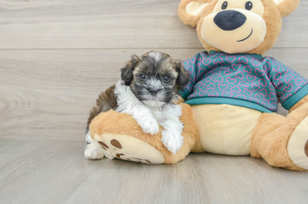6 week old Shih Poo Puppy For Sale - Fairfield Furbabies