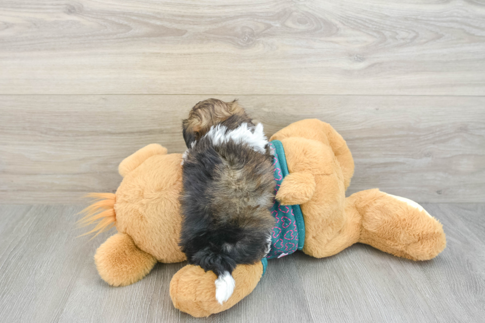 Shih Poo Puppy for Adoption