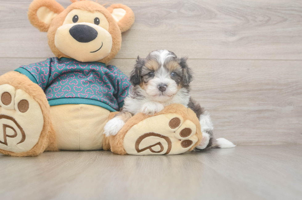 6 week old Shih Poo Puppy For Sale - Fairfield Furbabies