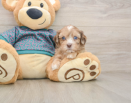 8 week old Shih Poo Puppy For Sale - Fairfield Furbabies