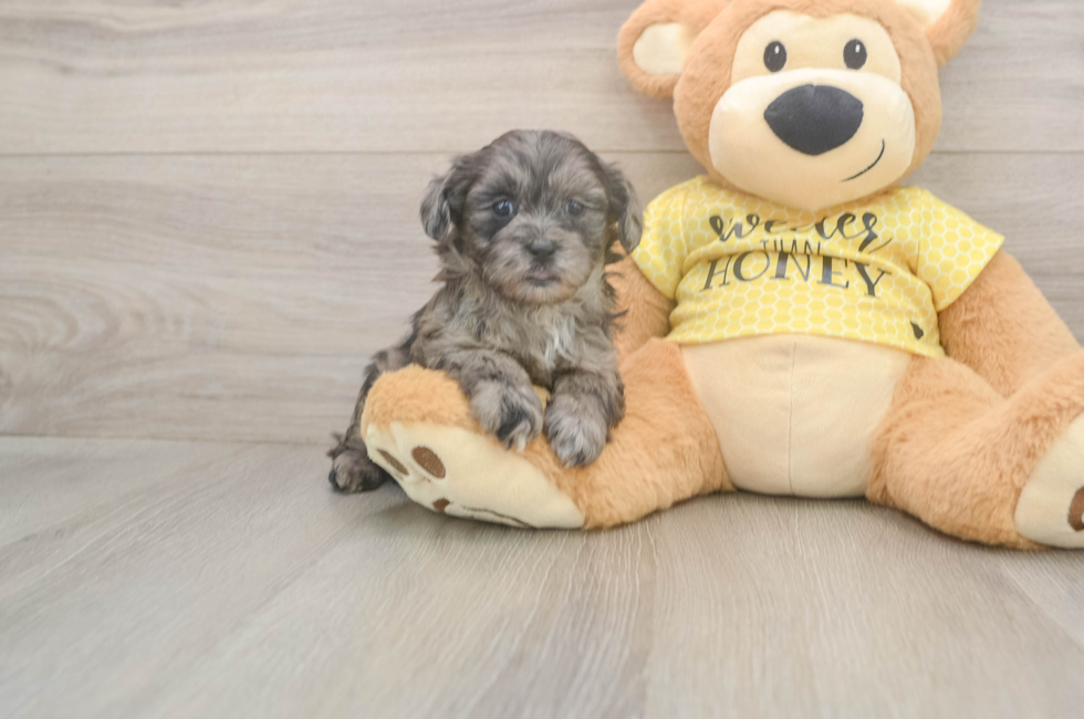 7 week old Shih Poo Puppy For Sale - Fairfield Furbabies