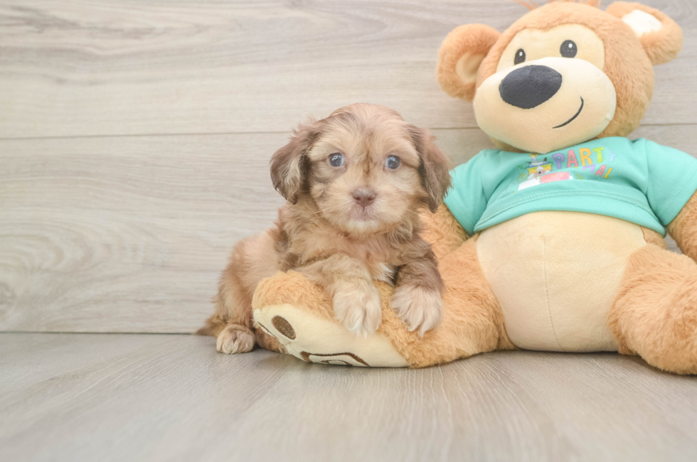 6 week old Shih Poo Puppy For Sale - Fairfield Furbabies