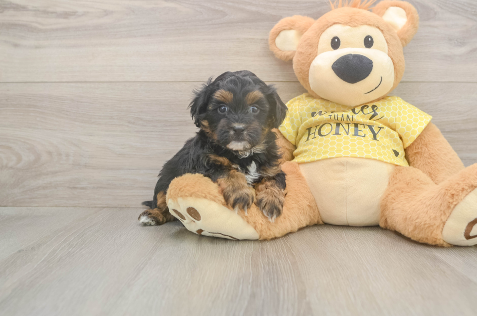7 week old Shih Poo Puppy For Sale - Fairfield Furbabies