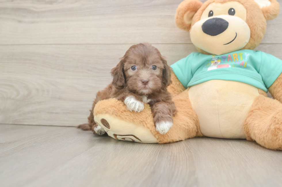 6 week old Shih Poo Puppy For Sale - Fairfield Furbabies