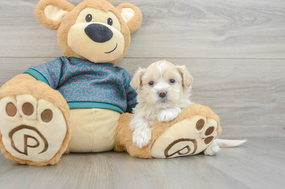 6 week old Shih Poo Puppy For Sale - Fairfield Furbabies