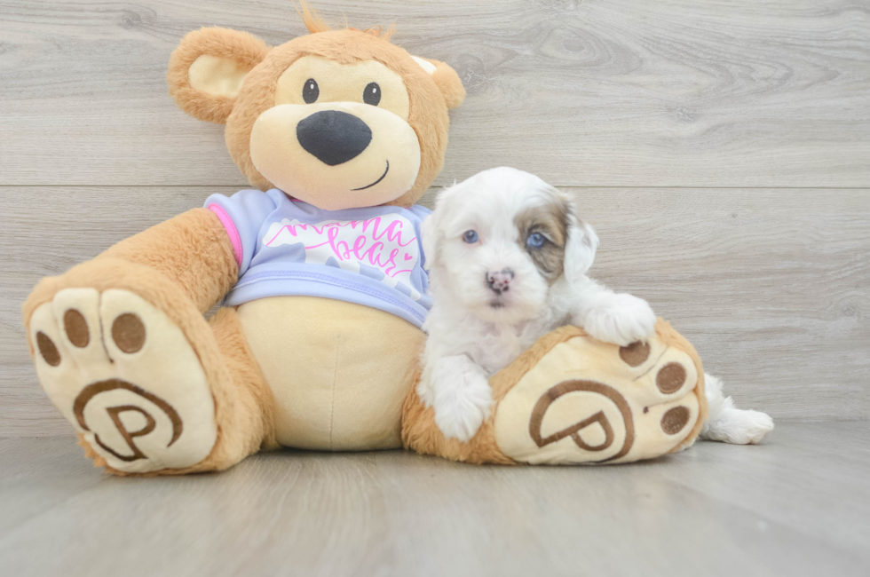 5 week old Shih Poo Puppy For Sale - Fairfield Furbabies