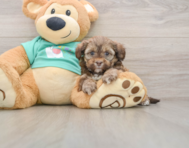 5 week old Shih Poo Puppy For Sale - Fairfield Furbabies