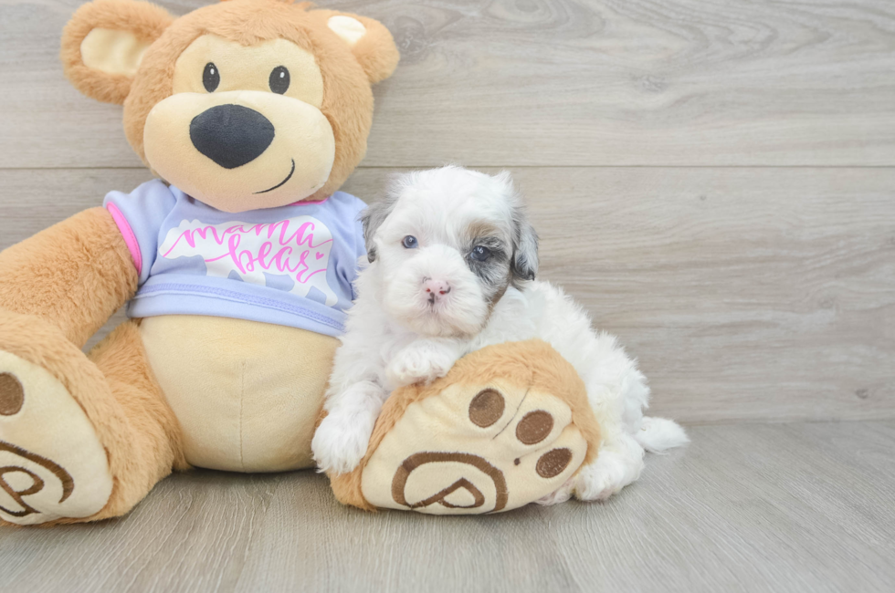 5 week old Shih Poo Puppy For Sale - Fairfield Furbabies
