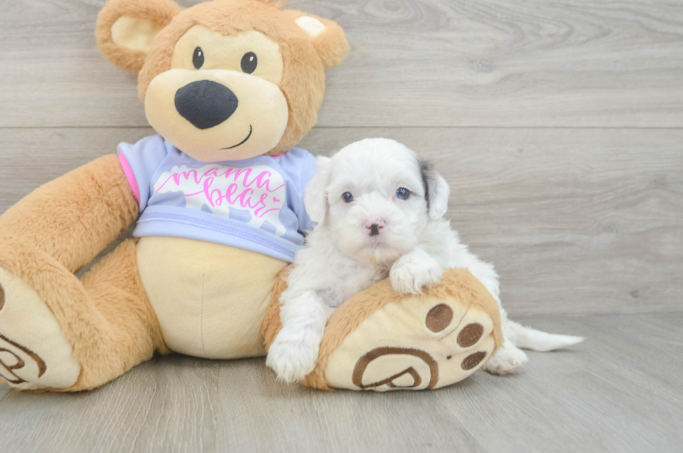5 week old Shih Poo Puppy For Sale - Fairfield Furbabies