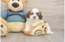 Shih Poo Pup Being Cute