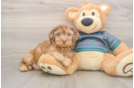 Best Shih Poo Baby