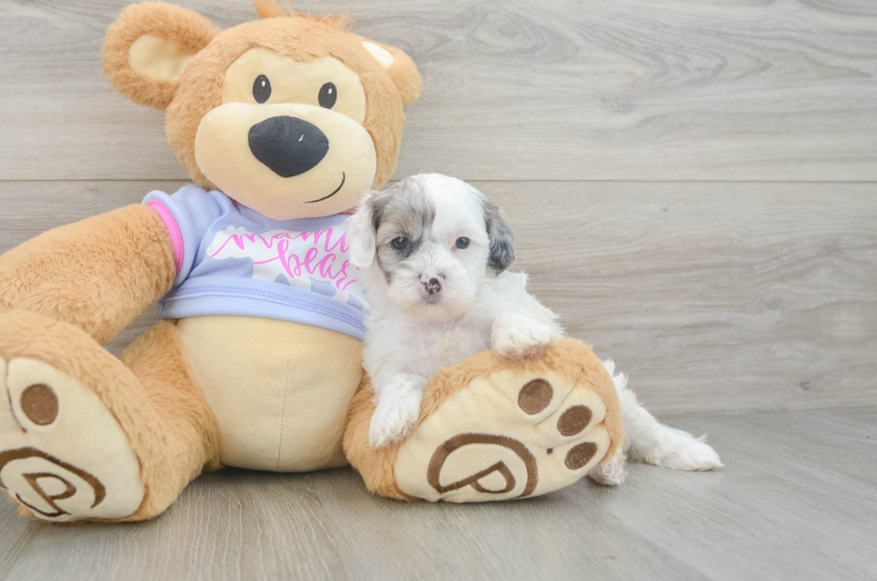5 week old Shih Poo Puppy For Sale - Fairfield Furbabies