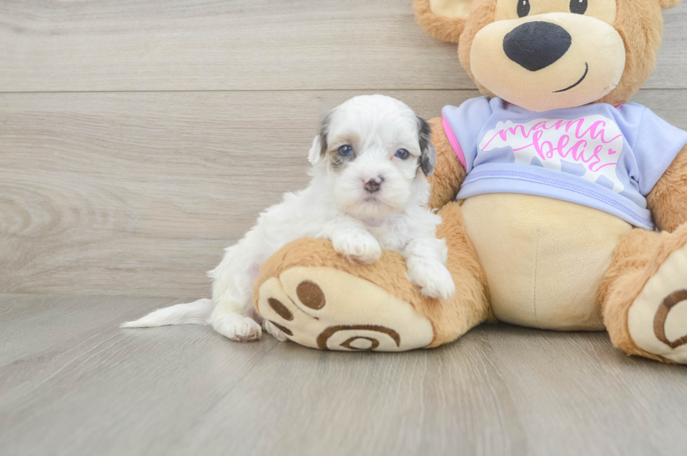 5 week old Shih Poo Puppy For Sale - Fairfield Furbabies