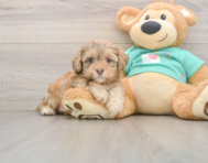 5 week old Shih Poo Puppy For Sale - Fairfield Furbabies