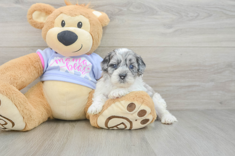 5 week old Shih Poo Puppy For Sale - Fairfield Furbabies