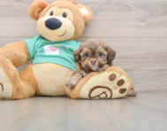 5 week old Shih Poo Puppy For Sale - Fairfield Furbabies