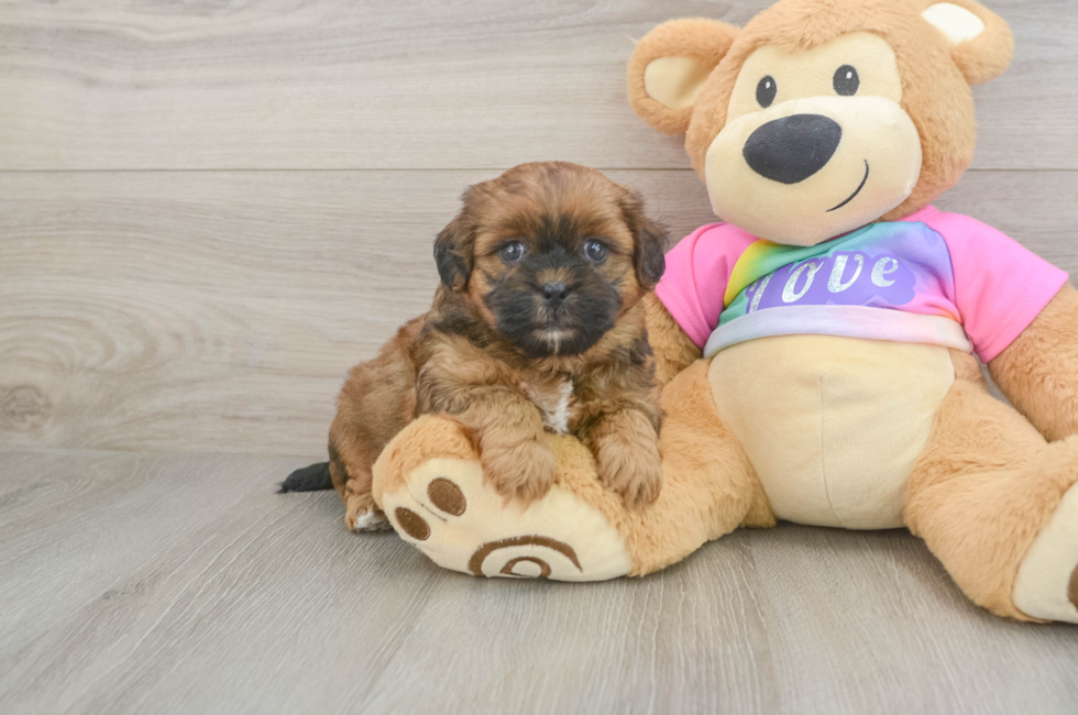 5 week old Shih Poo Puppy For Sale - Fairfield Furbabies