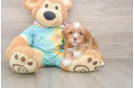 Shih Poo Puppy for Adoption