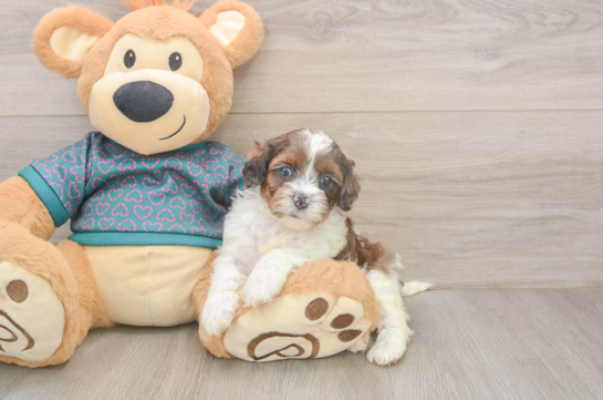 7 week old Shih Poo Puppy For Sale - Fairfield Furbabies Fluffy Shih Poo Poodle Mix Pup