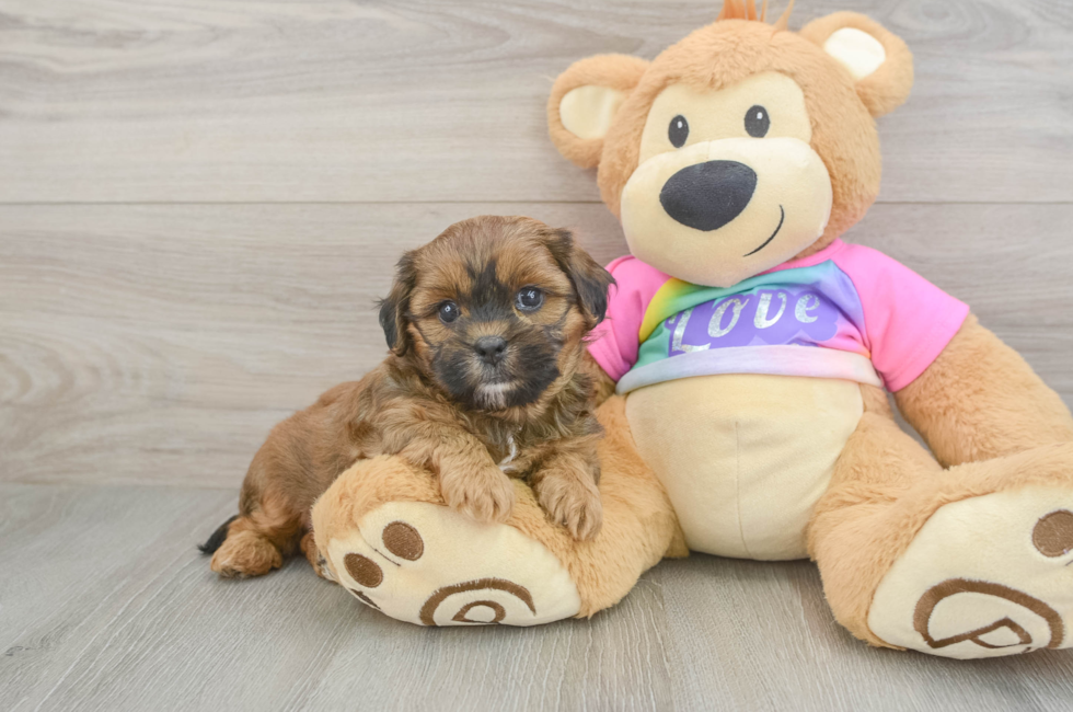 5 week old Shih Poo Puppy For Sale - Fairfield Furbabies