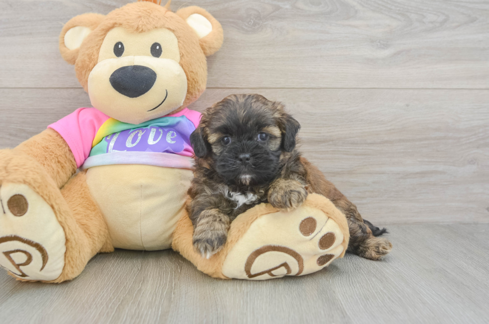 7 week old Shih Poo Puppy For Sale - Fairfield Furbabies