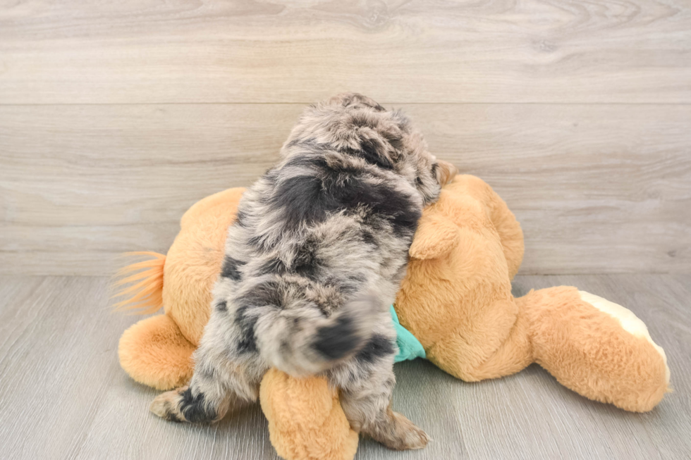 Hypoallergenic Shihpoo Poodle Mix Puppy