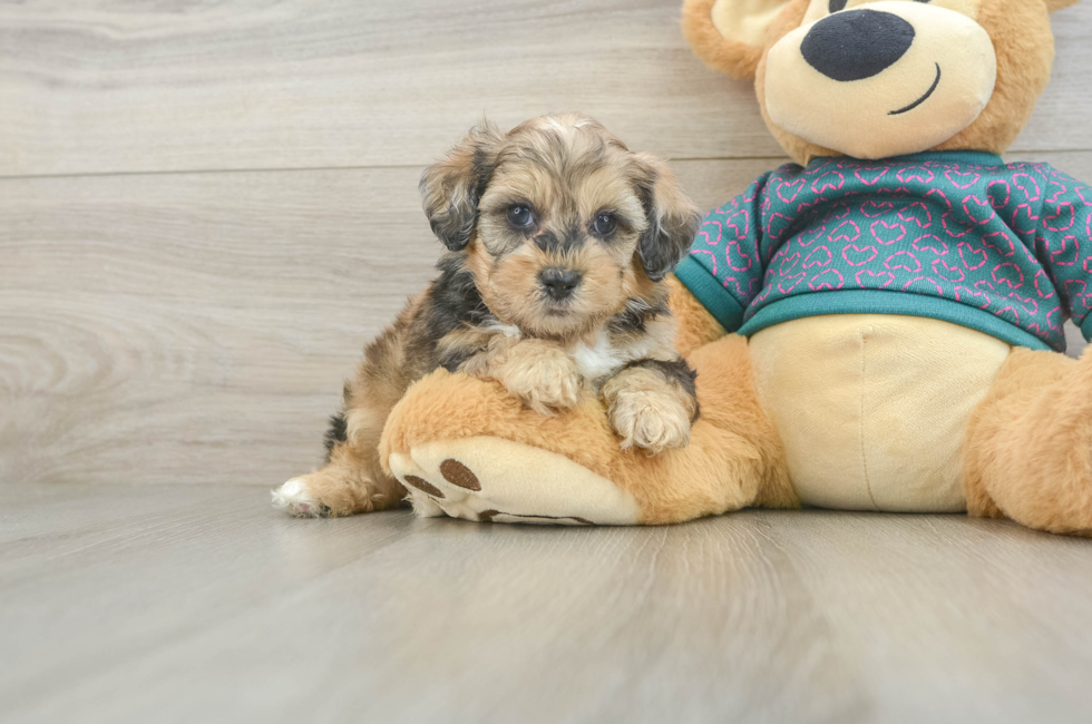 5 week old Shih Poo Puppy For Sale - Fairfield Furbabies