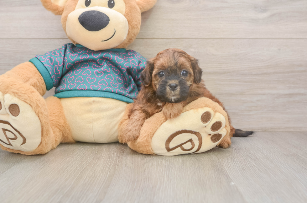 7 week old Shih Poo Puppy For Sale - Fairfield Furbabies