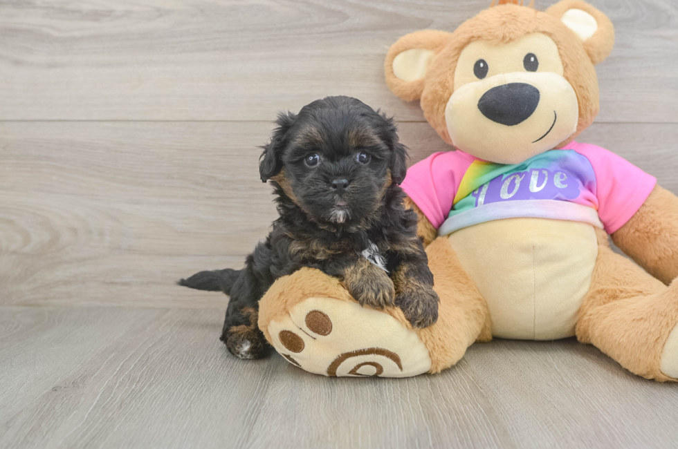 5 week old Shih Poo Puppy For Sale - Fairfield Furbabies