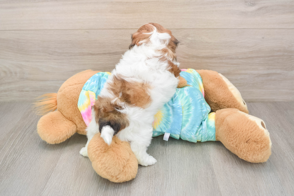 Smart Shih Poo Poodle Mix Pup