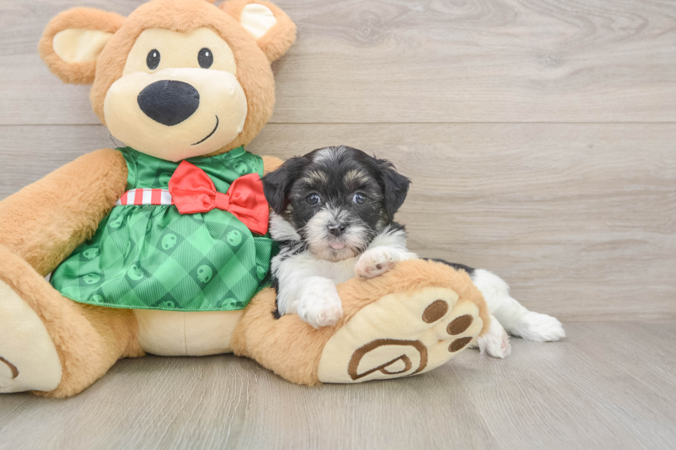 Cute Shih Poo Baby