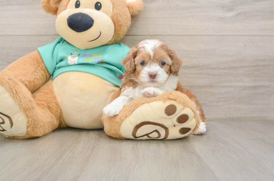 DAFFY, a Shih Poo littermate
