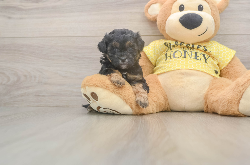 6 week old Shih Poo Puppy For Sale - Fairfield Furbabies