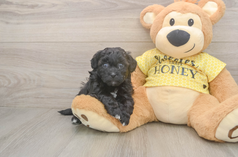 6 week old Shih Poo Puppy For Sale - Fairfield Furbabies