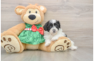 Best Shih Poo Baby