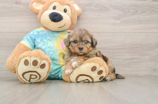 DECKER, a Shih Poo littermate