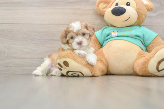 DECKER, a Shih Poo littermate