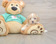 7 week old Shih Poo Puppy For Sale - Fairfield Furbabies