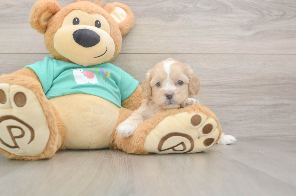 7 week old Shih Poo Puppy For Sale - Fairfield Furbabies